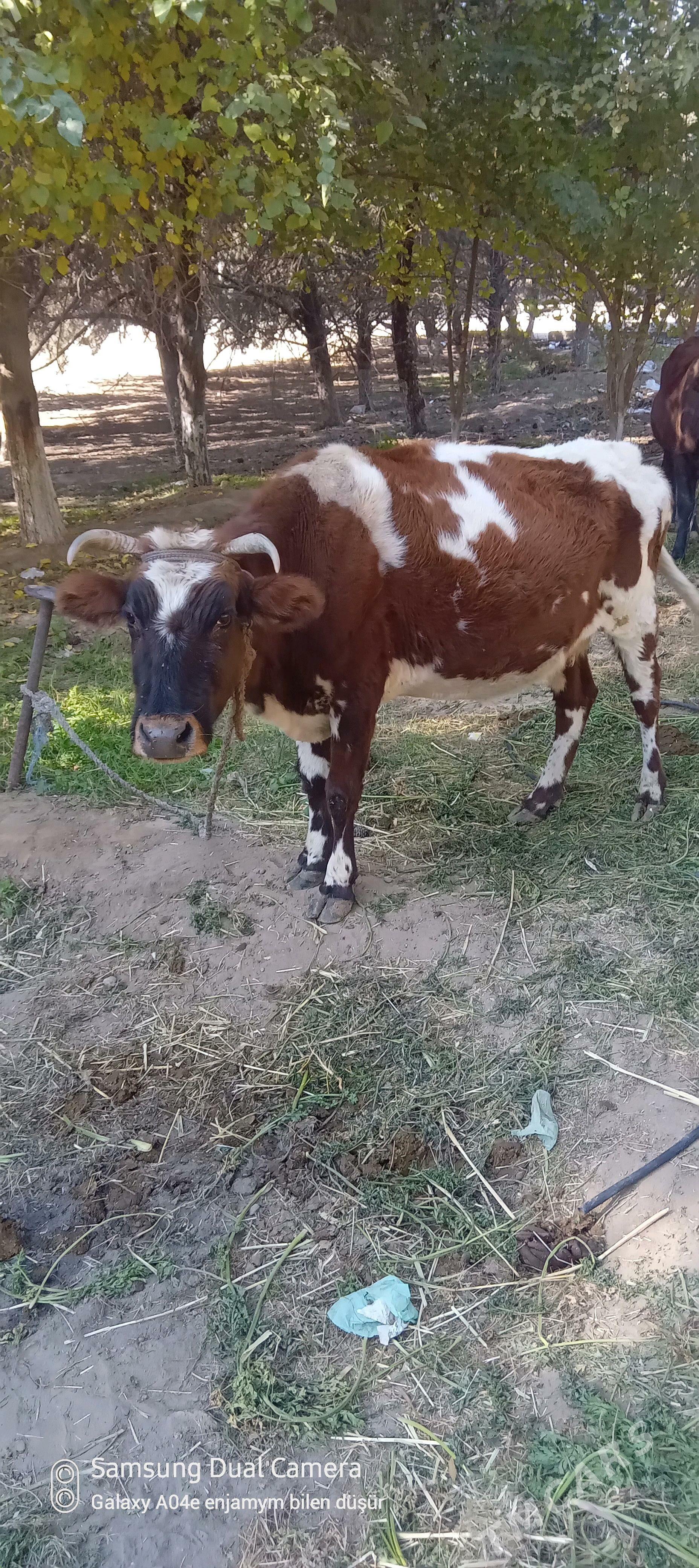 sygyr - Aşgabat - img 1