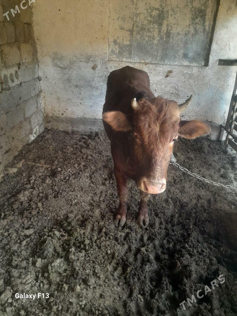 okuz - Büzmeýin - img 2