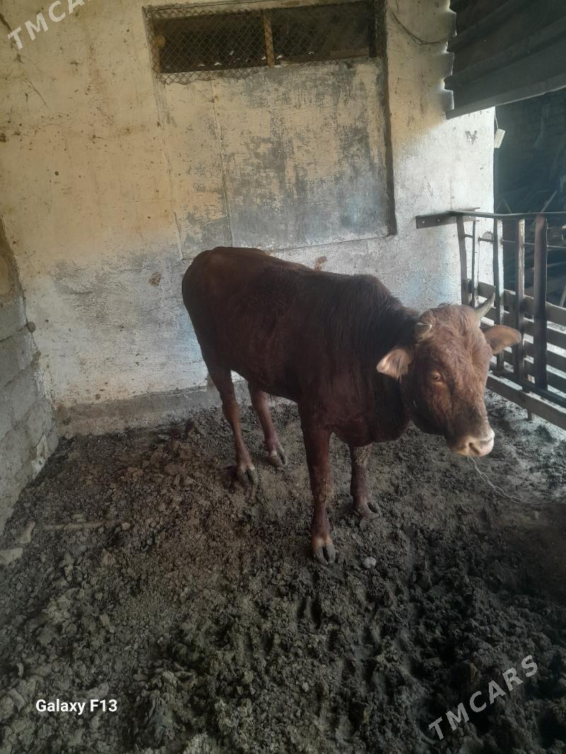 okuz - Büzmeýin - img 1