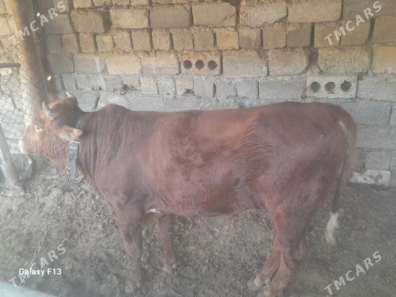 okuz - Büzmeýin - img 3