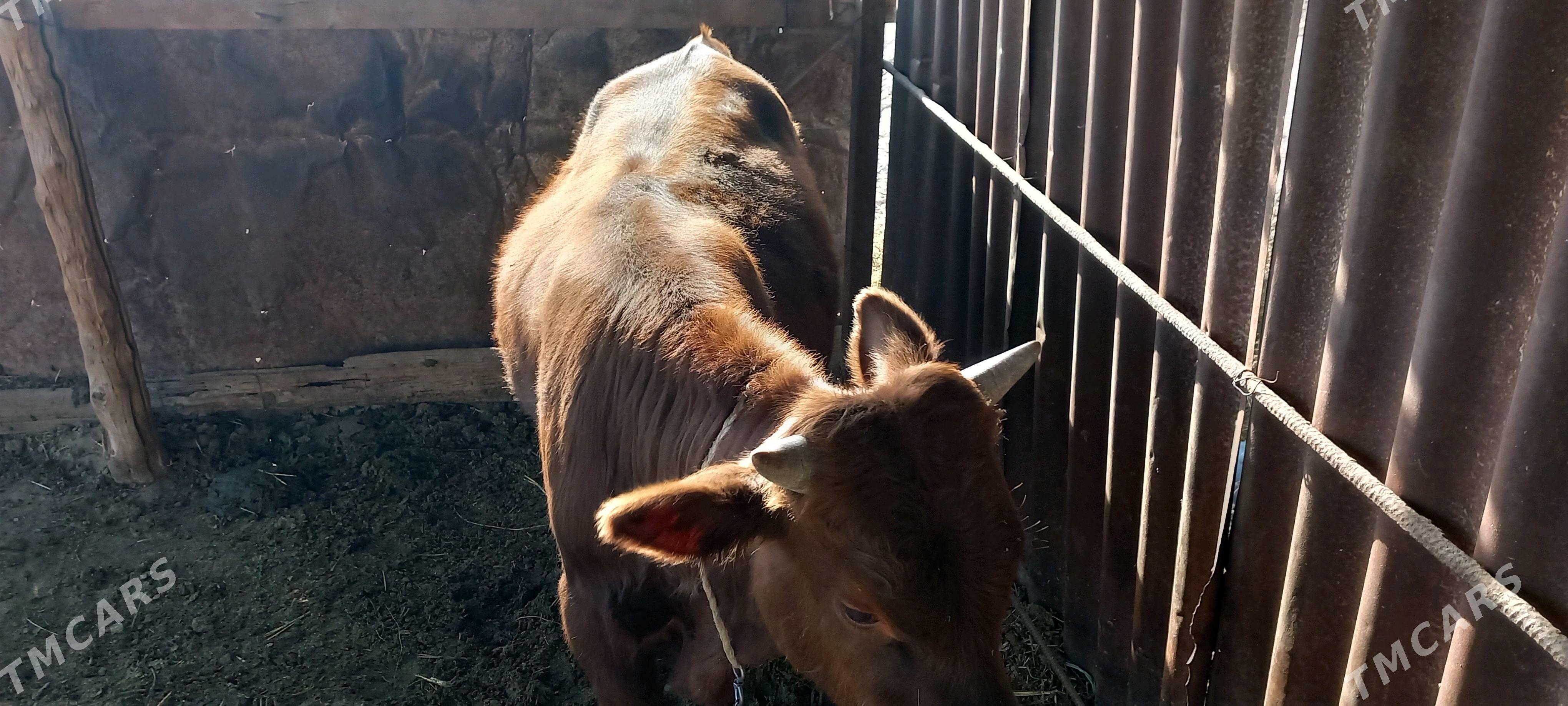 öküz - Babadaýhan - img 1