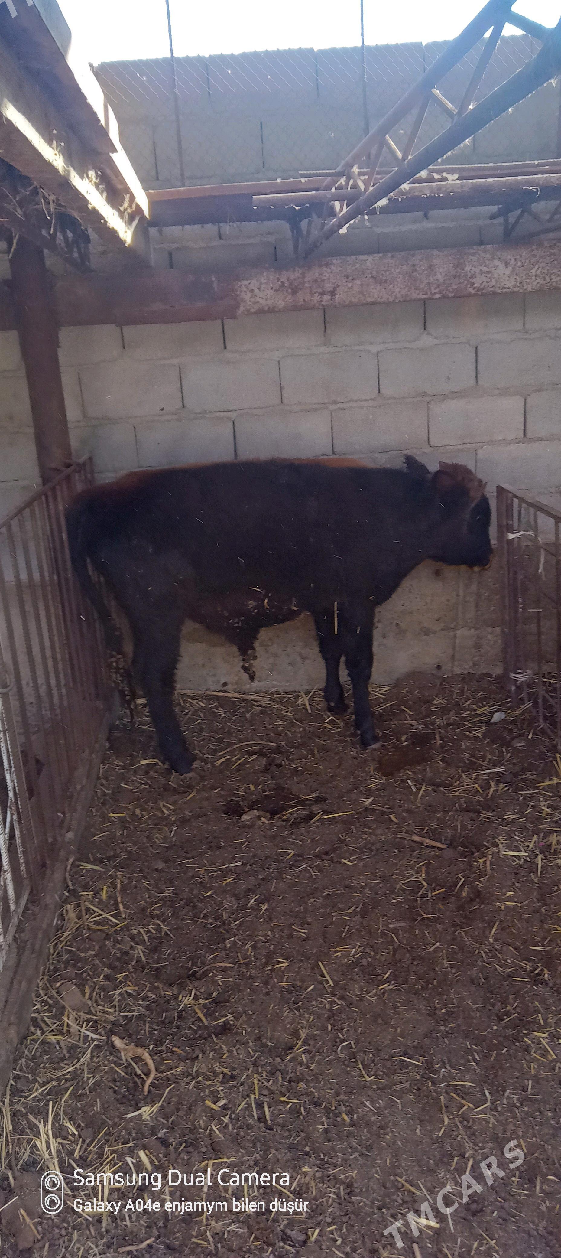 okuz - Aşgabat - img 1