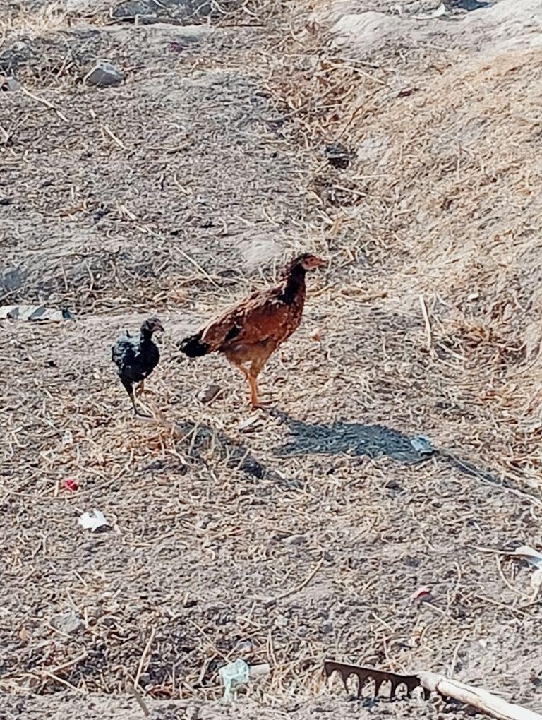 Deken juje - Gubadag - img 8