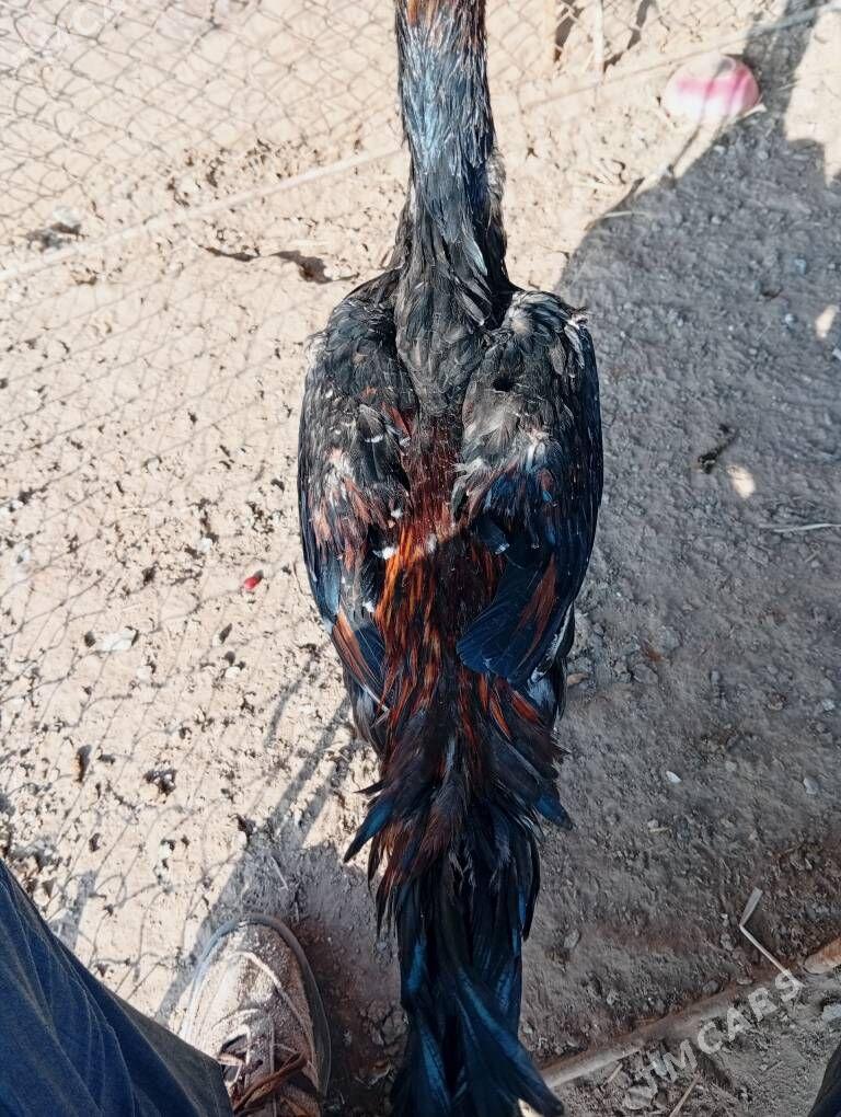 Deken juje - Gubadag - img 2