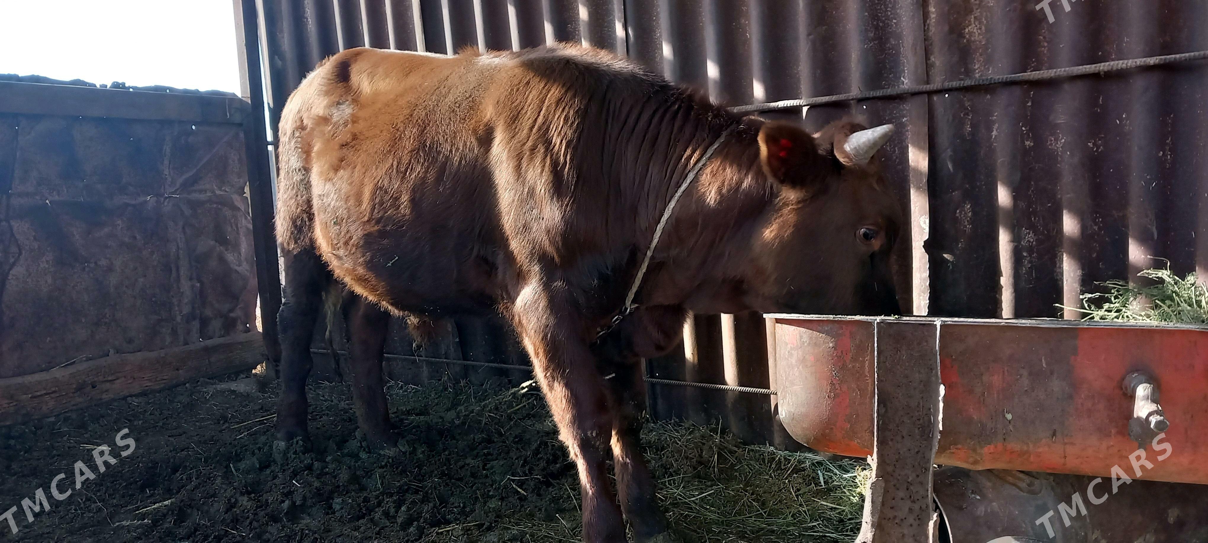 öküz - Babadaýhan - img 2