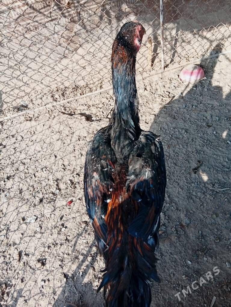 Deken juje - Gubadag - img 1