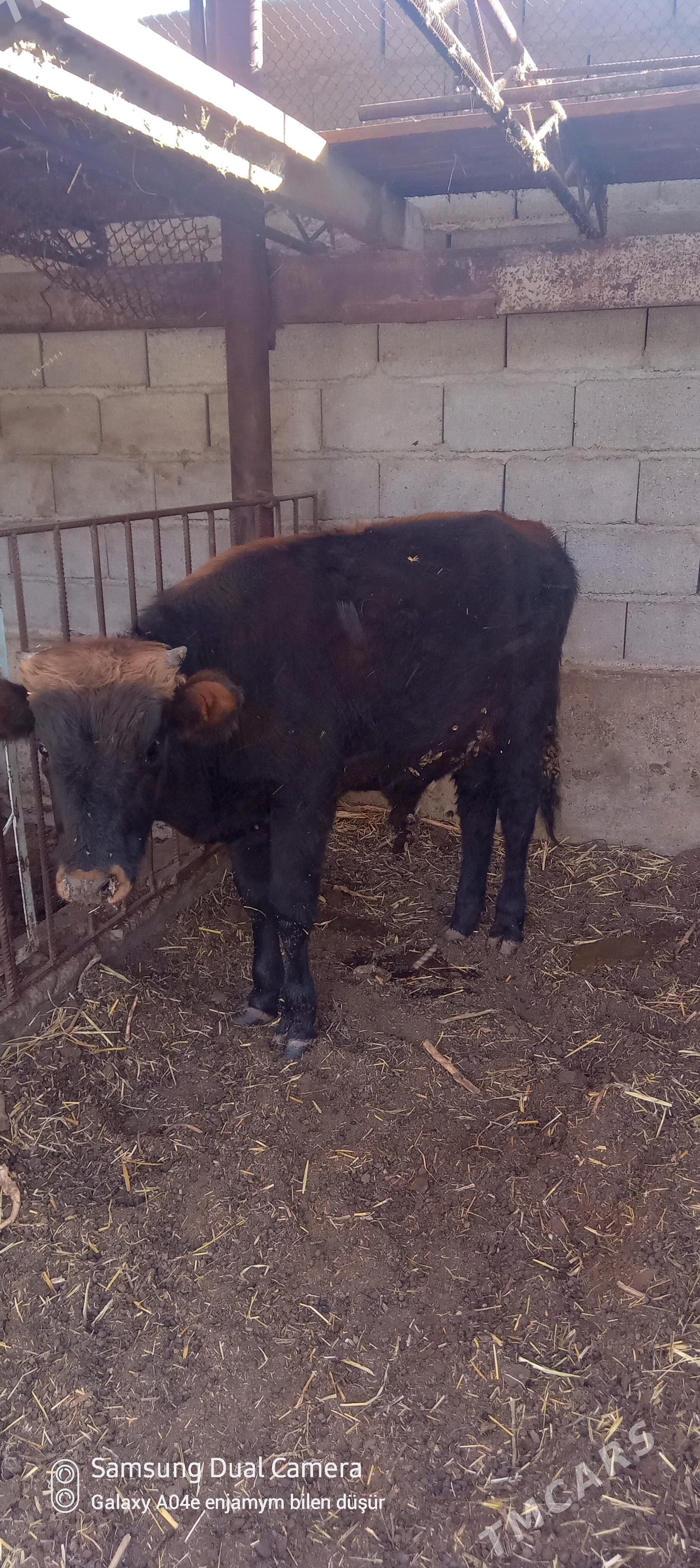 okuz - Aşgabat - img 2