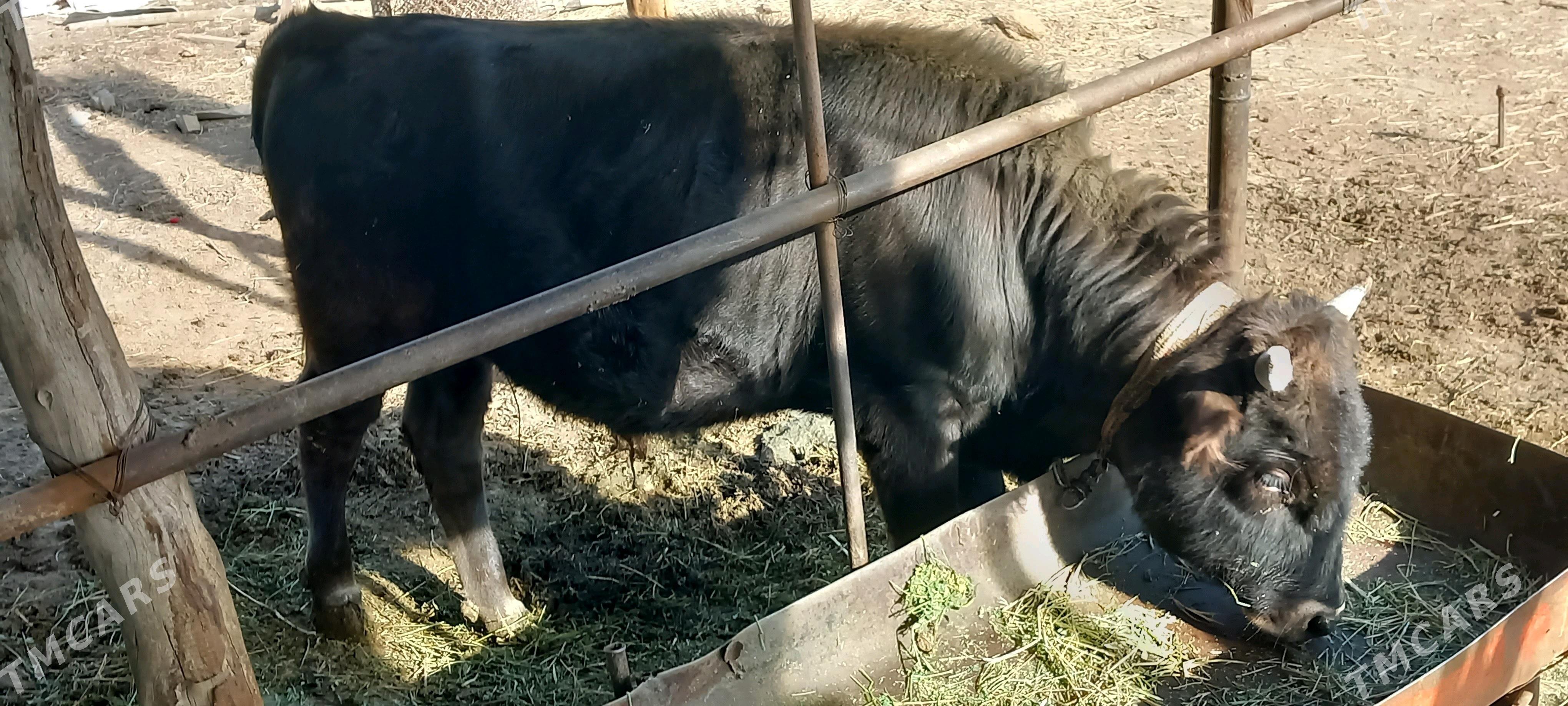 öküz - Babadaýhan - img 3