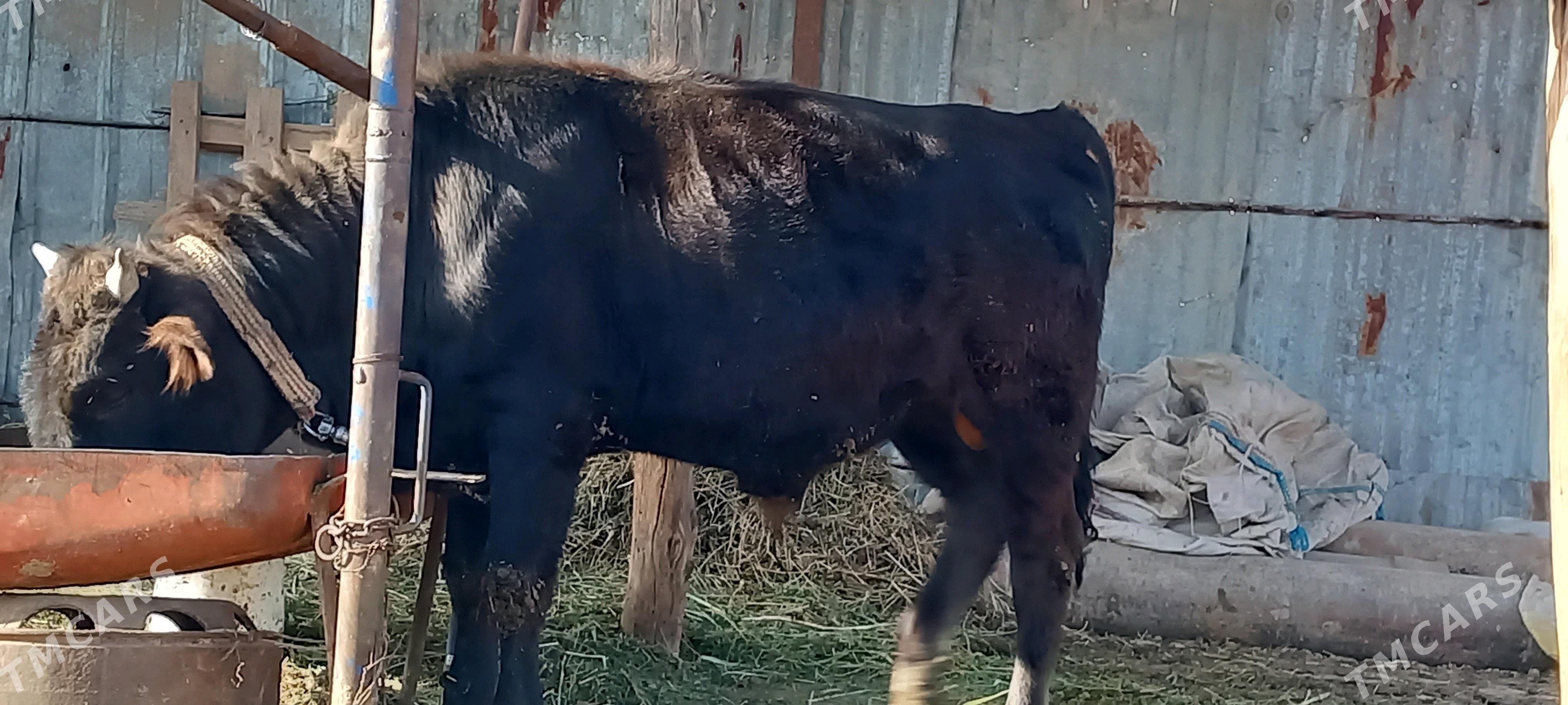 öküz - Babadaýhan - img 4