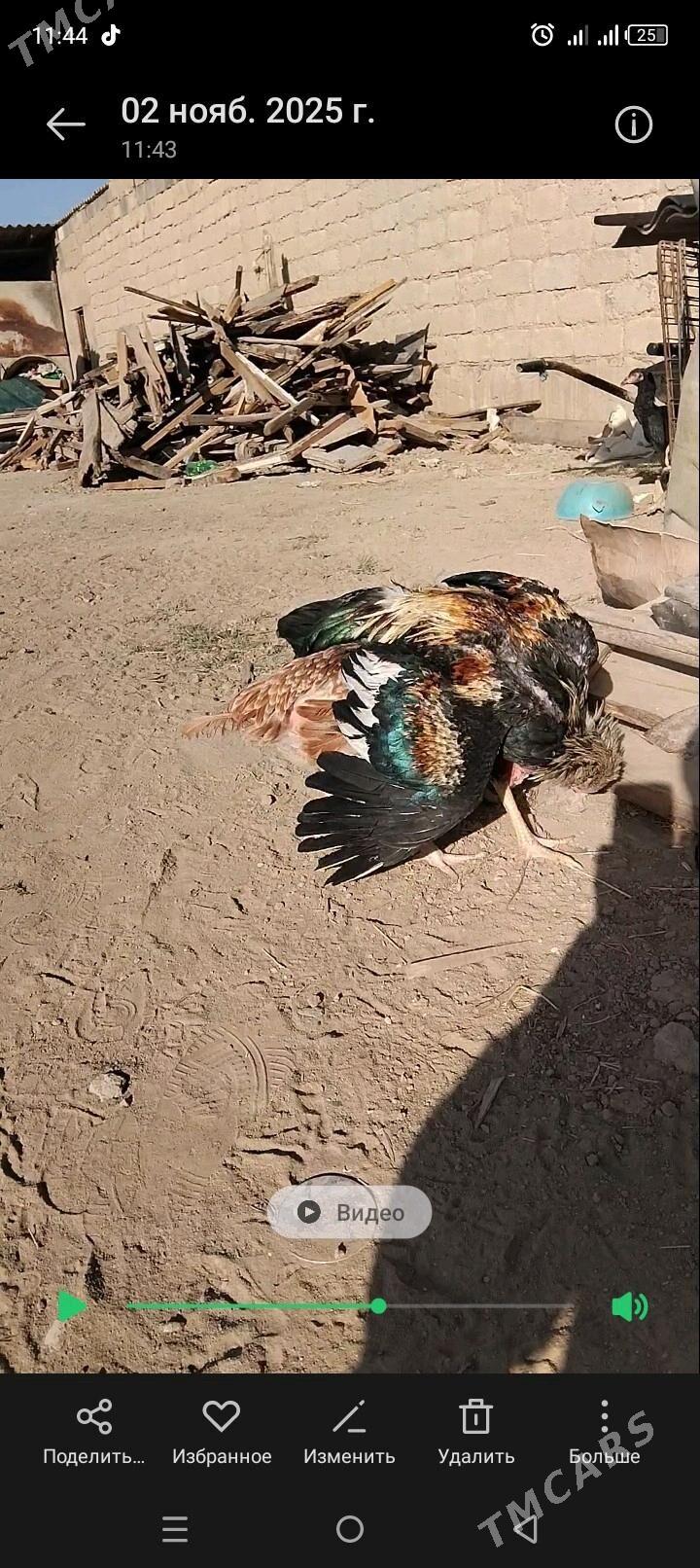 Taskent juje - Анев - img 3