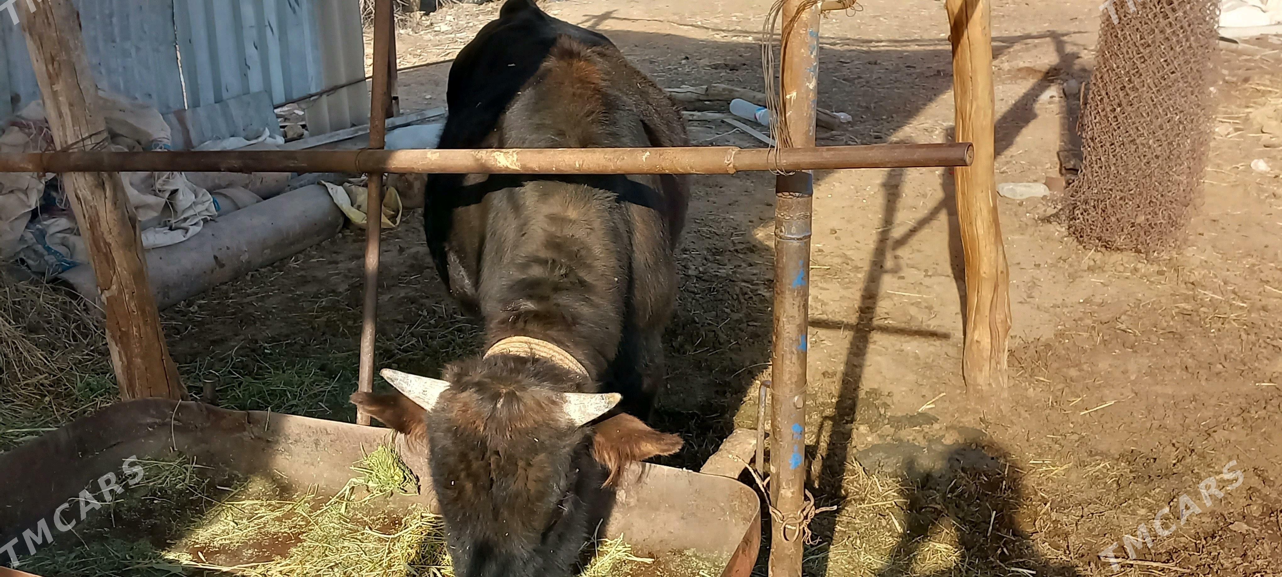 öküz - Babadaýhan - img 5