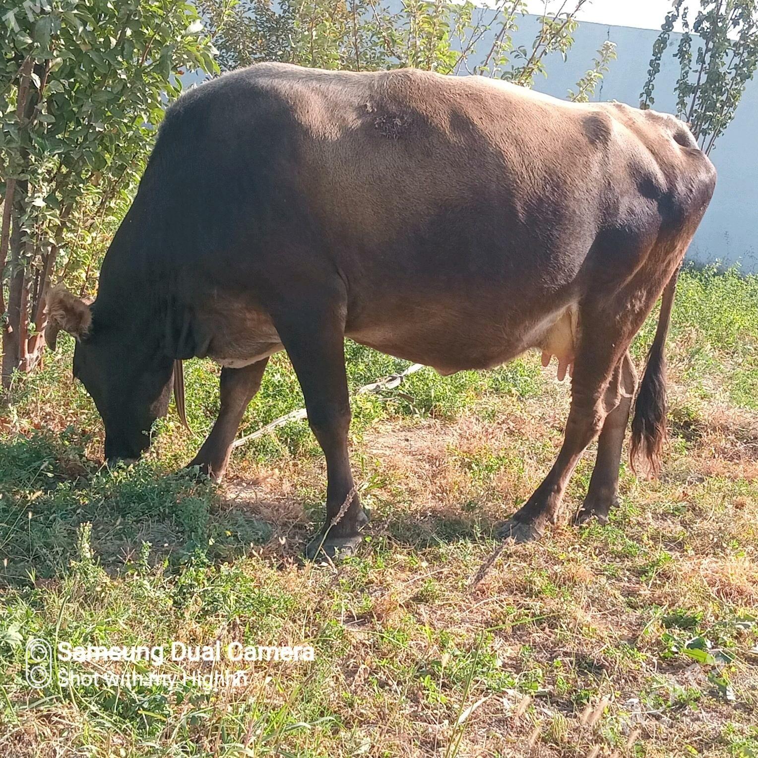 sygyr goleli - Gökdepe - img 1