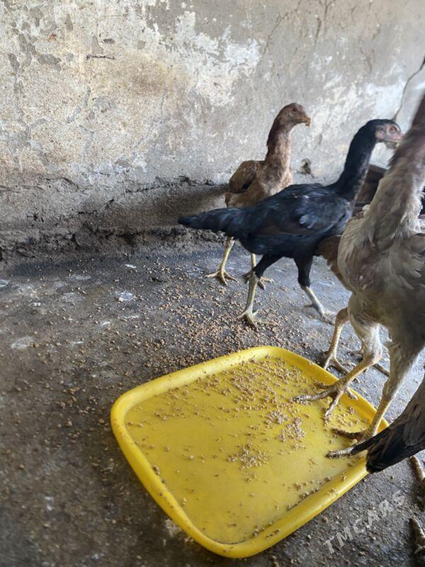 Taskent maki - Анев - img 1