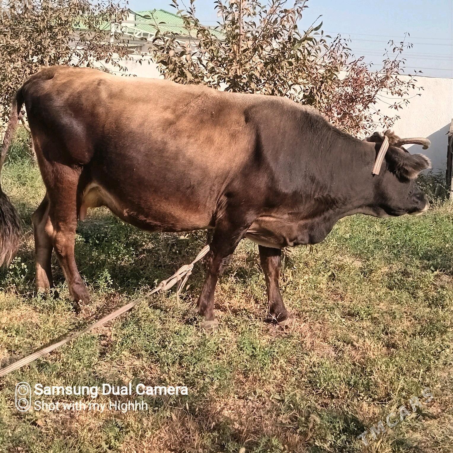 sygyr goleli - Gökdepe - img 3
