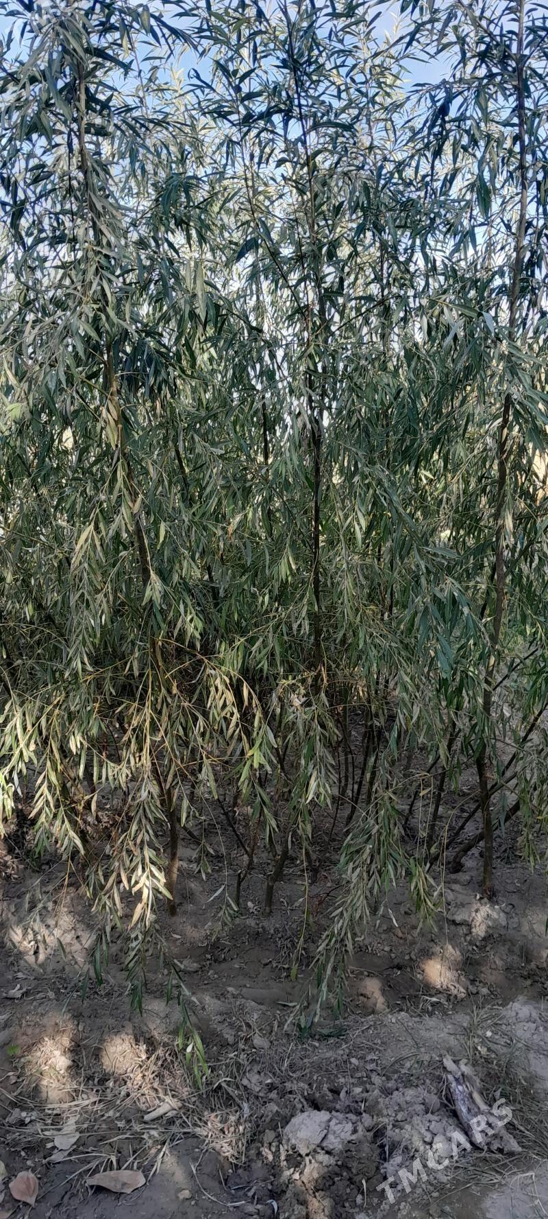 Şa tut - Аркадаг - img 2