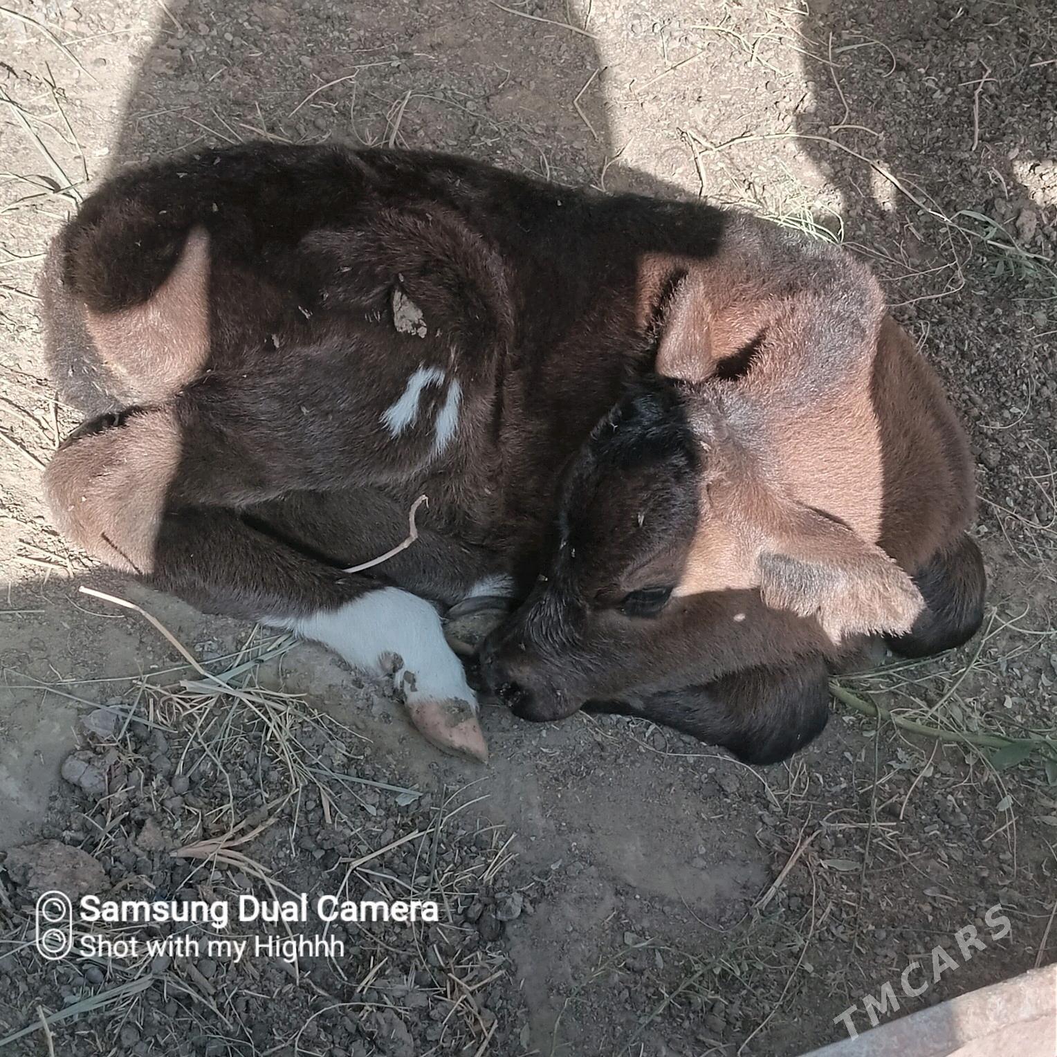 sygyr goleli - Gökdepe - img 5