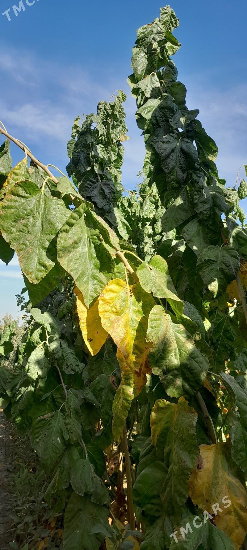 Şa tut - Аркадаг - img 1