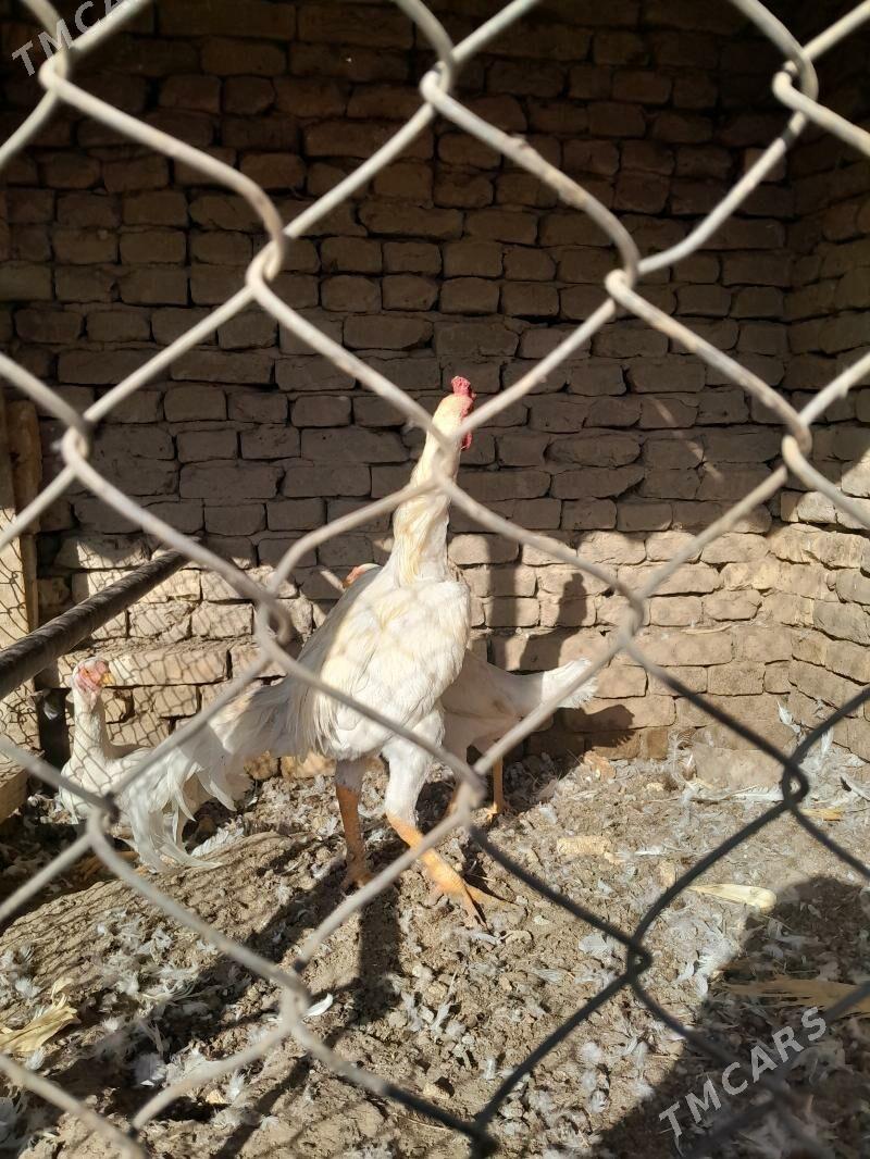 AK baýesiñ jüjeleri - Туркменгала - img 2