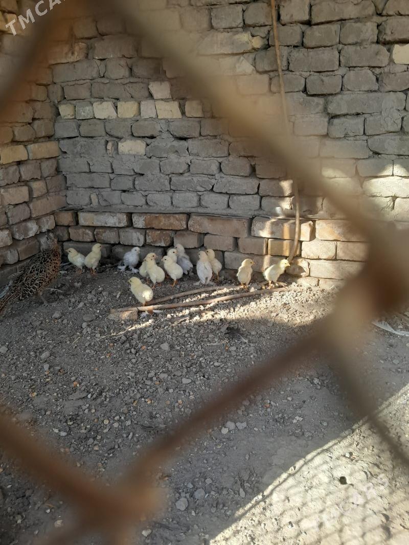 AK baýesiñ jüjeleri - Туркменгала - img 3