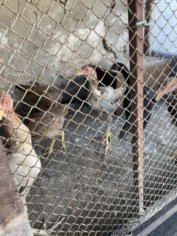 Taskent maki - Анев - img 3