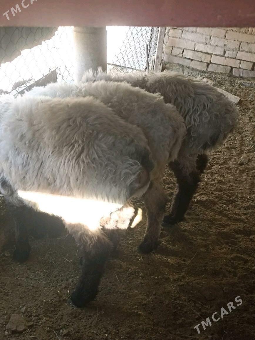 токлы - Яшлык - img 2