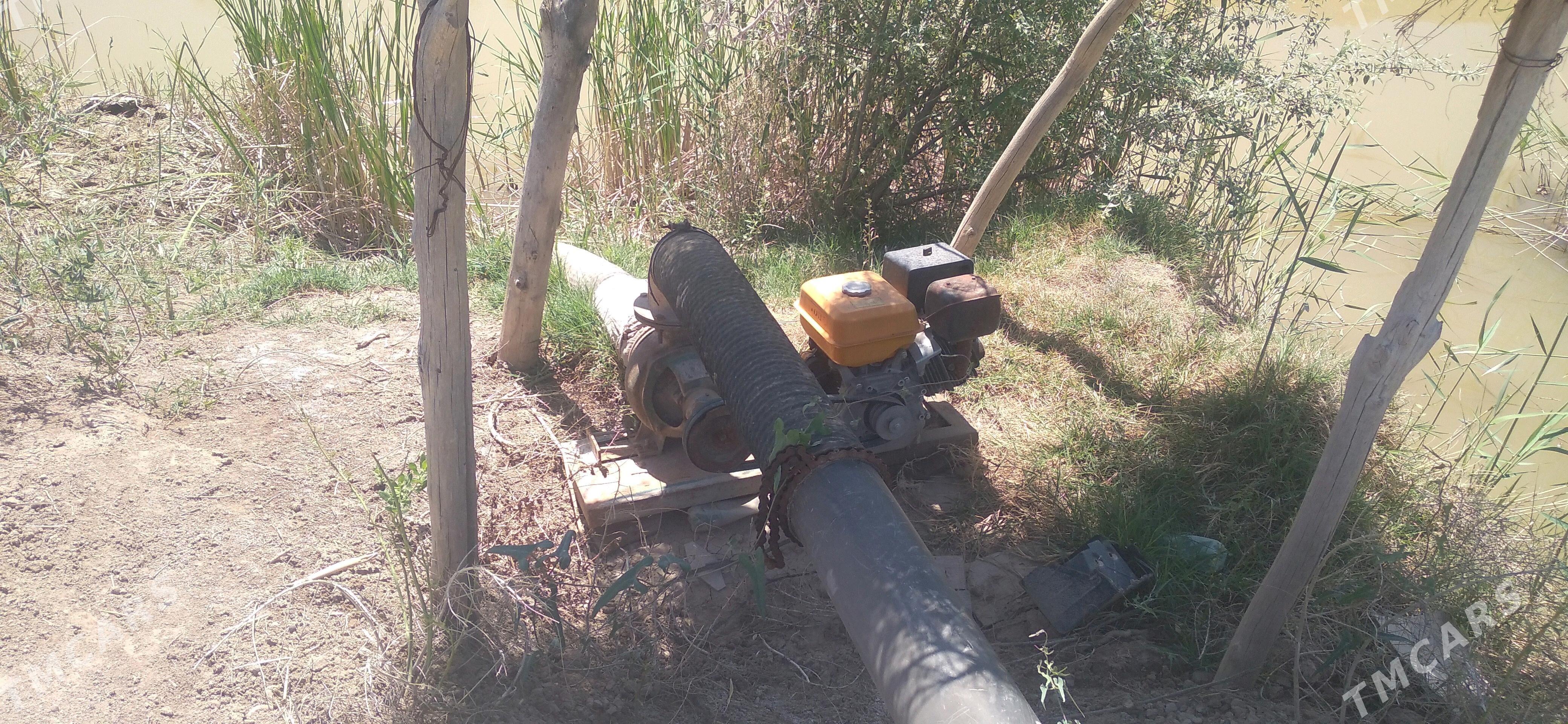 nasoz - Болдумсаз - img 4