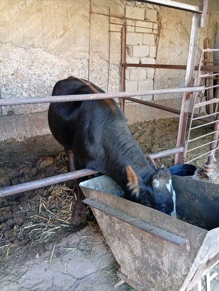 öküz - Бузмеин - img 2