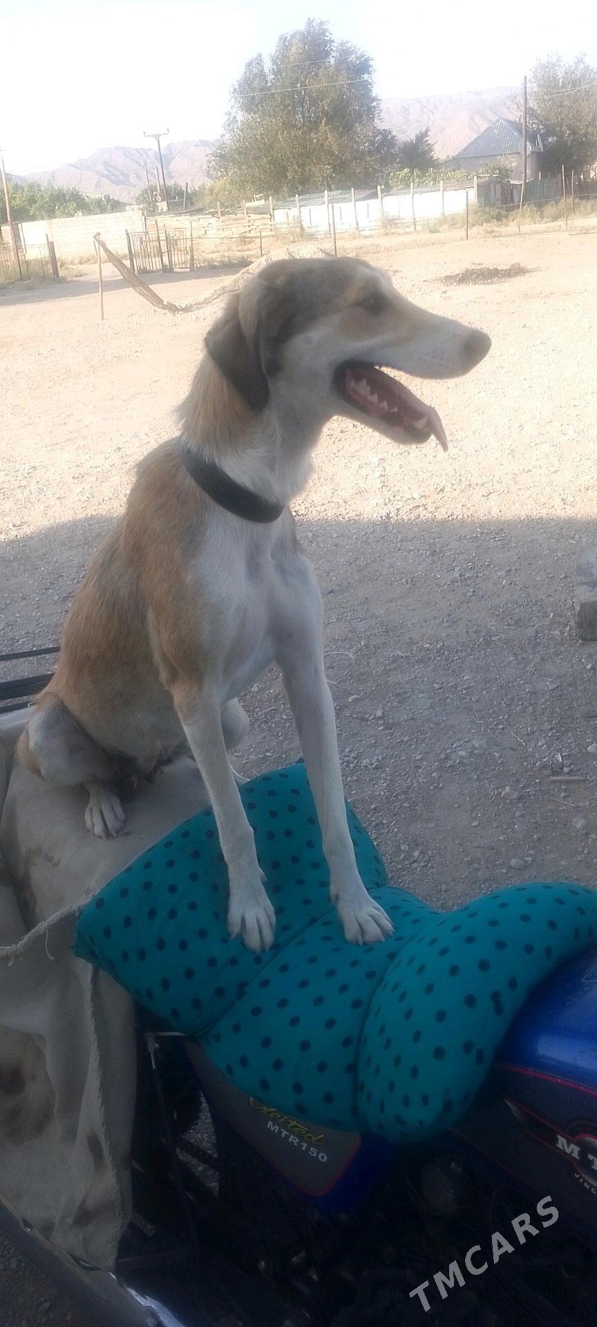 Tazy - Balkanabat - img 2