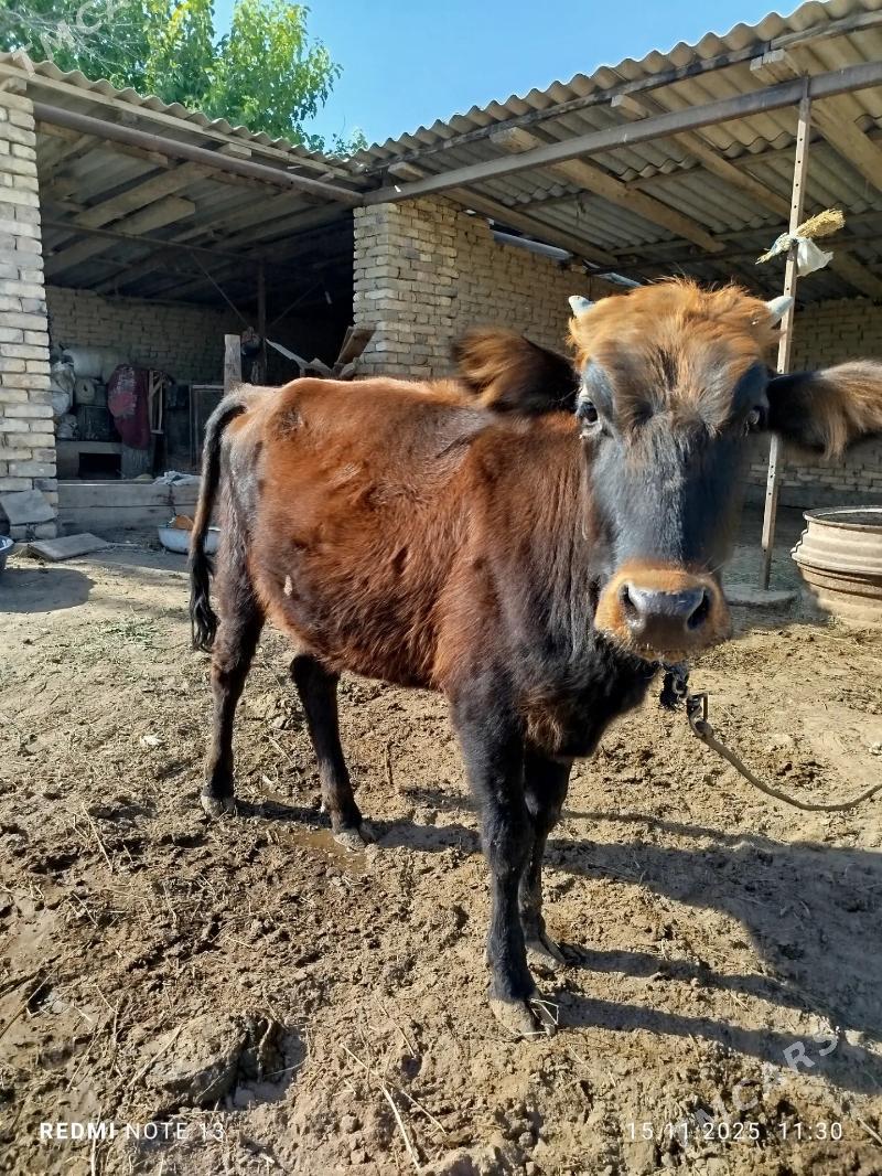 gulajyn - Sakarçäge - img 2