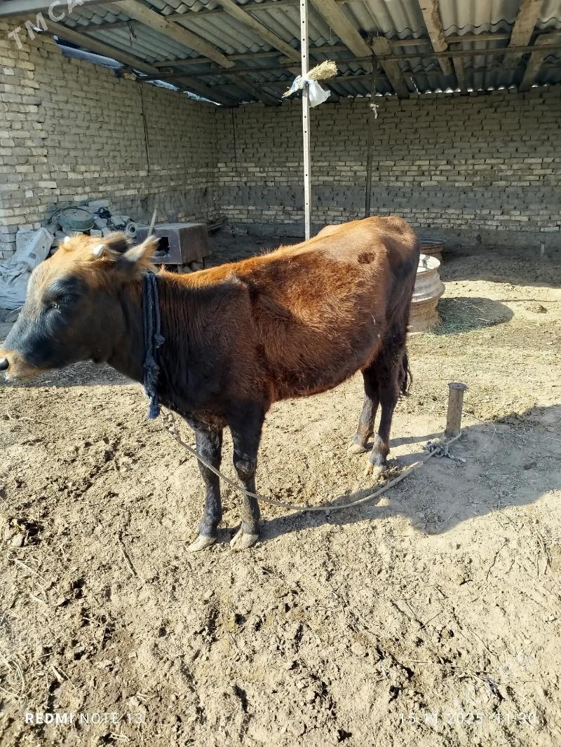 gulajyn - Sakarçäge - img 1