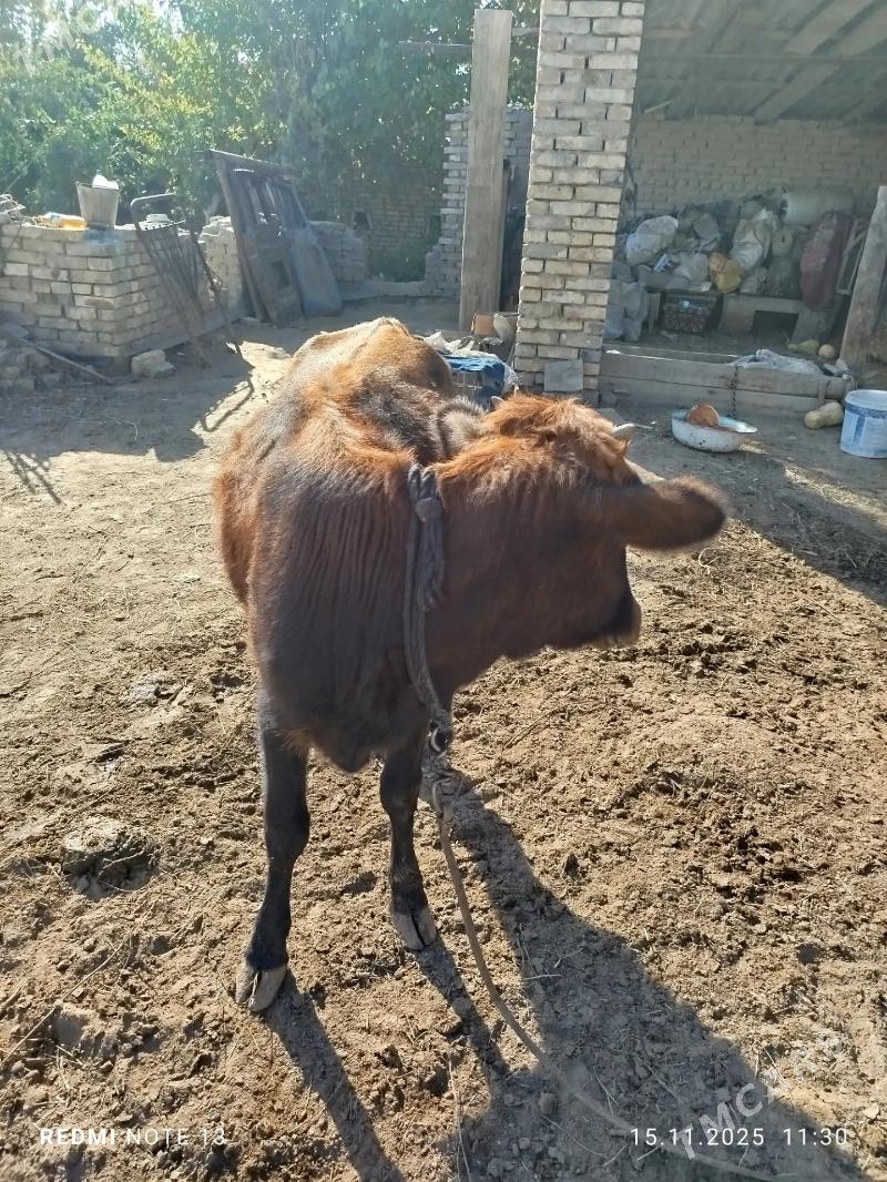 gulajyn - Sakarçäge - img 3