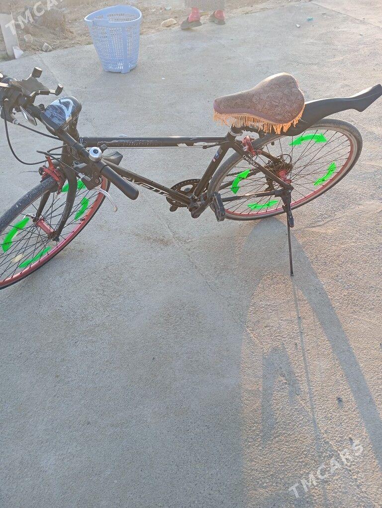 welisoped spartiwni - Sakarçäge - img 3