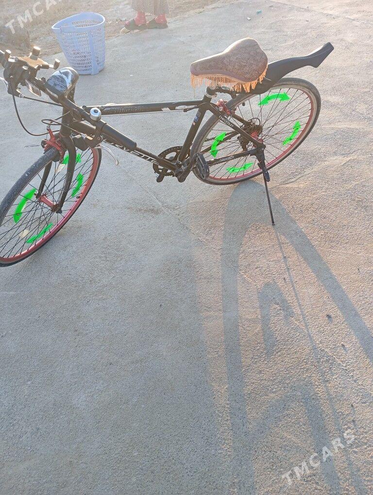 welisoped spartiwni - Sakarçäge - img 4