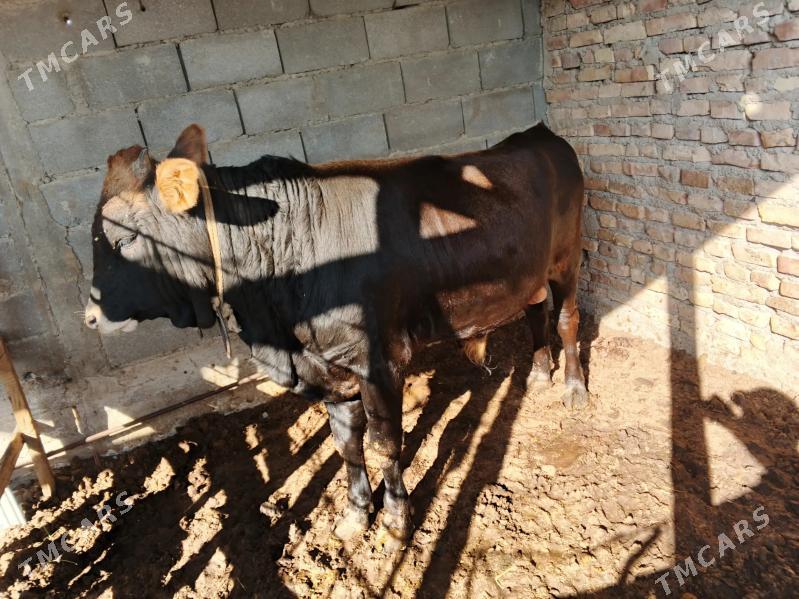 okuz - Gökdepe - img 4