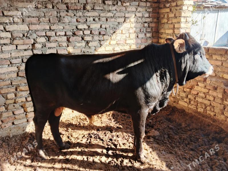 okuz - Gökdepe - img 3