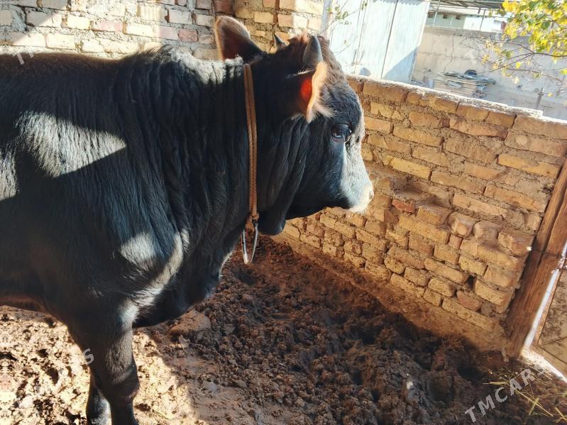 okuz - Gökdepe - img 2