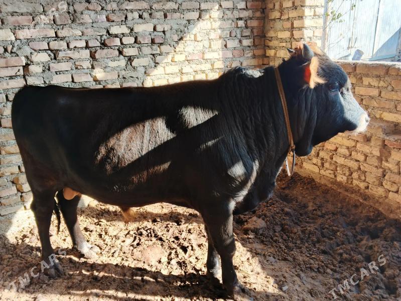 okuz - Gökdepe - img 5