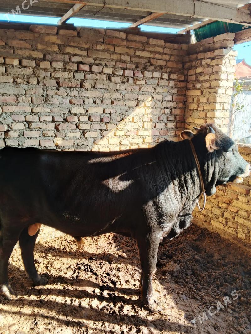 okuz - Gökdepe - img 1