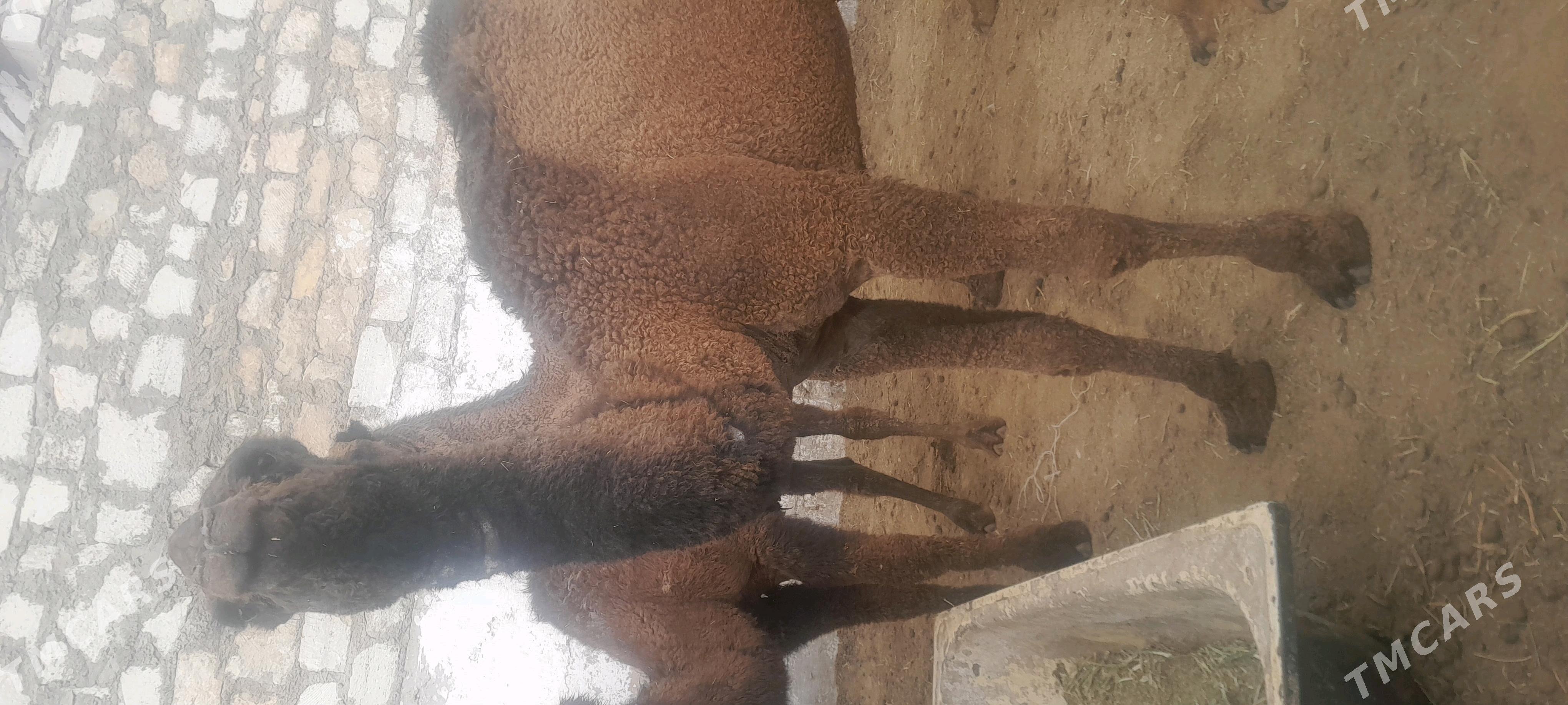 Ogsyk - Балканабат - img 1