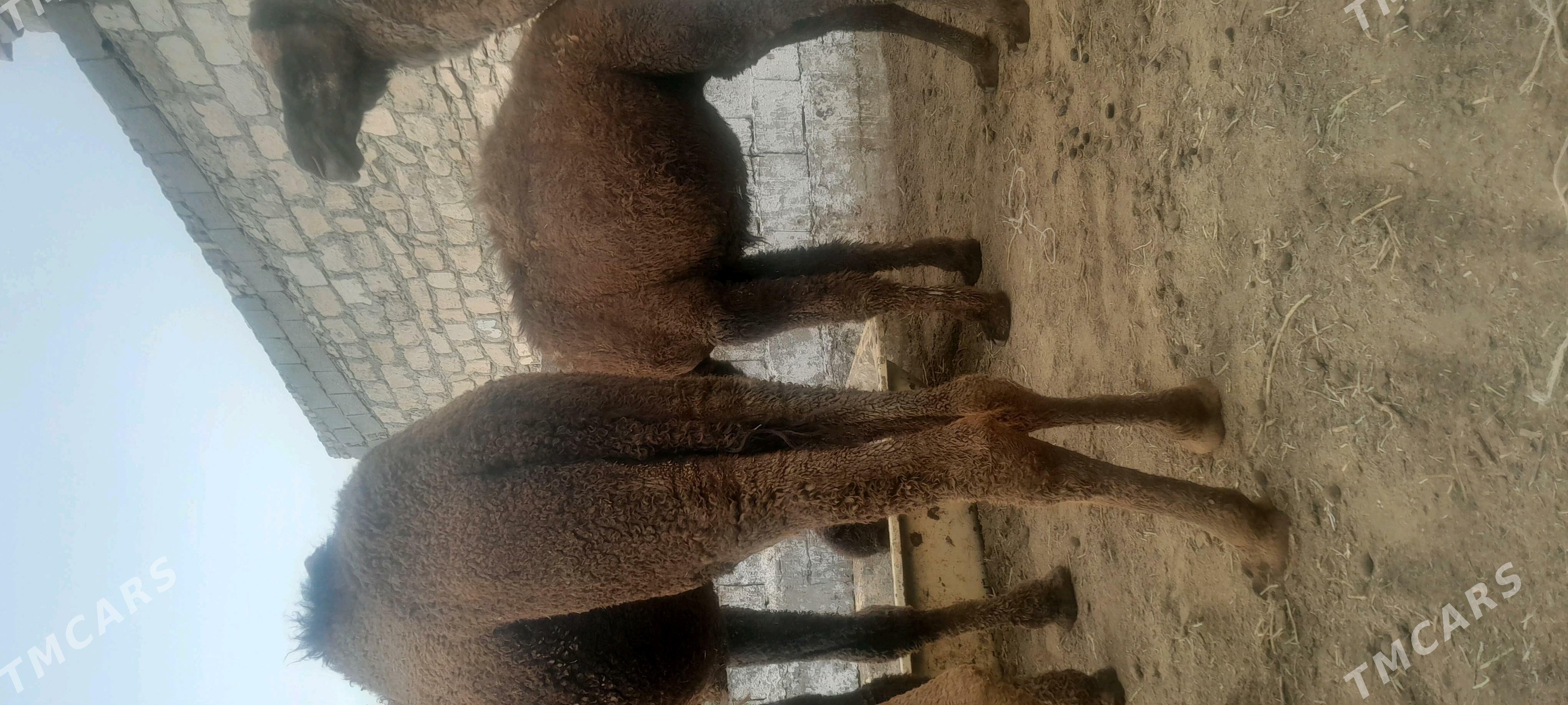 Ogsyk - Балканабат - img 2