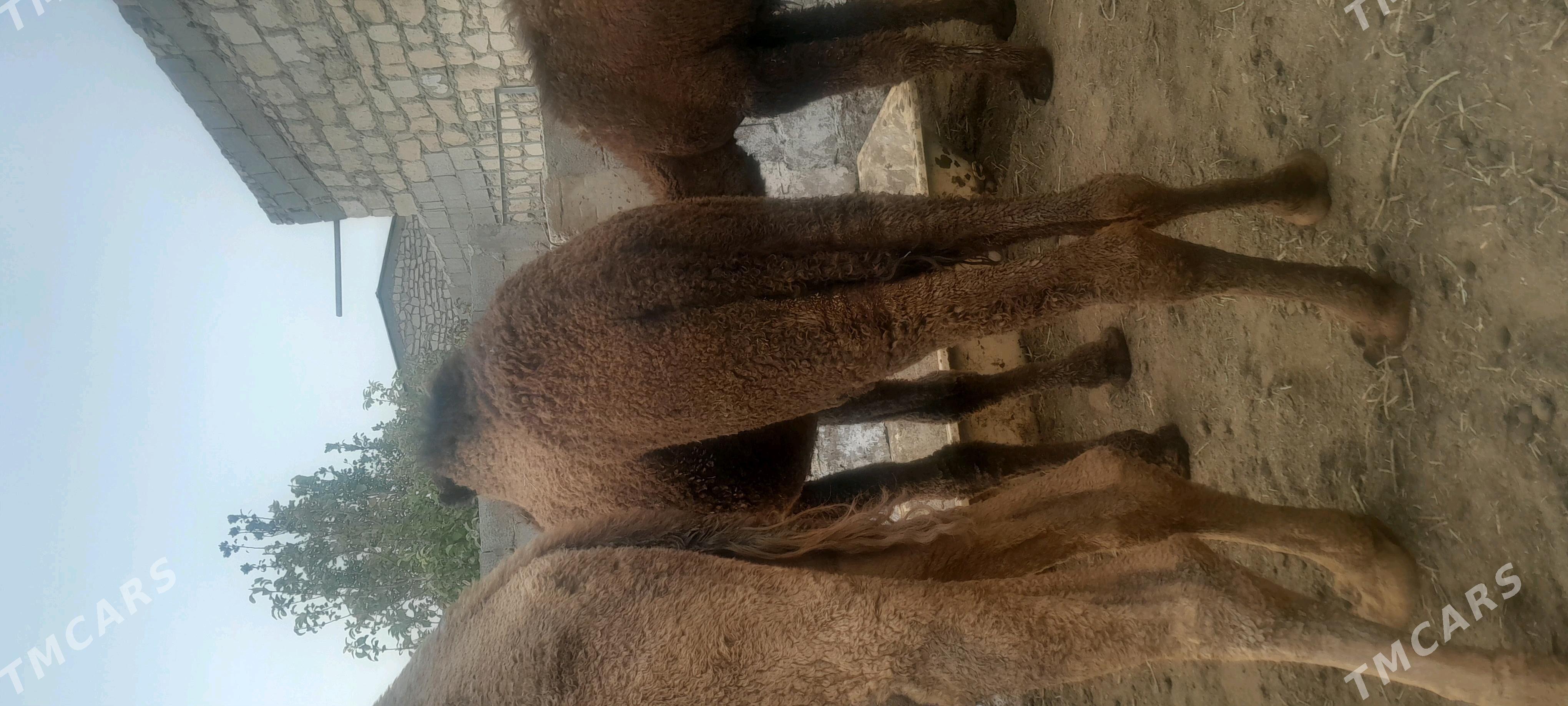 Ogsyk - Балканабат - img 3