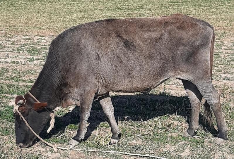 Tùwe satlyk - Aşgabat - img 4