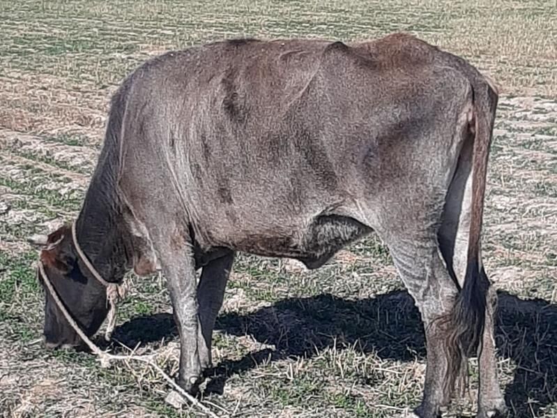 Tùwe satlyk - Aşgabat - img 3