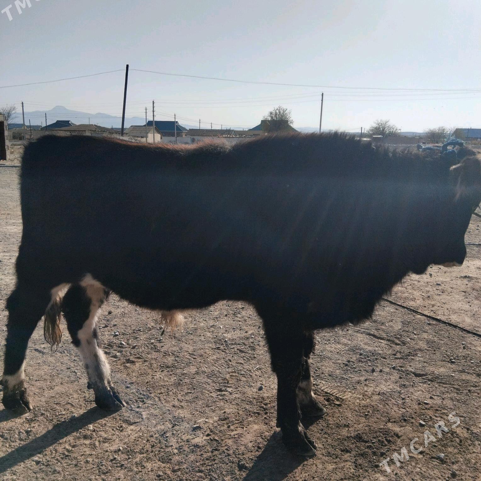 okuz - Гызыларбат - img 2