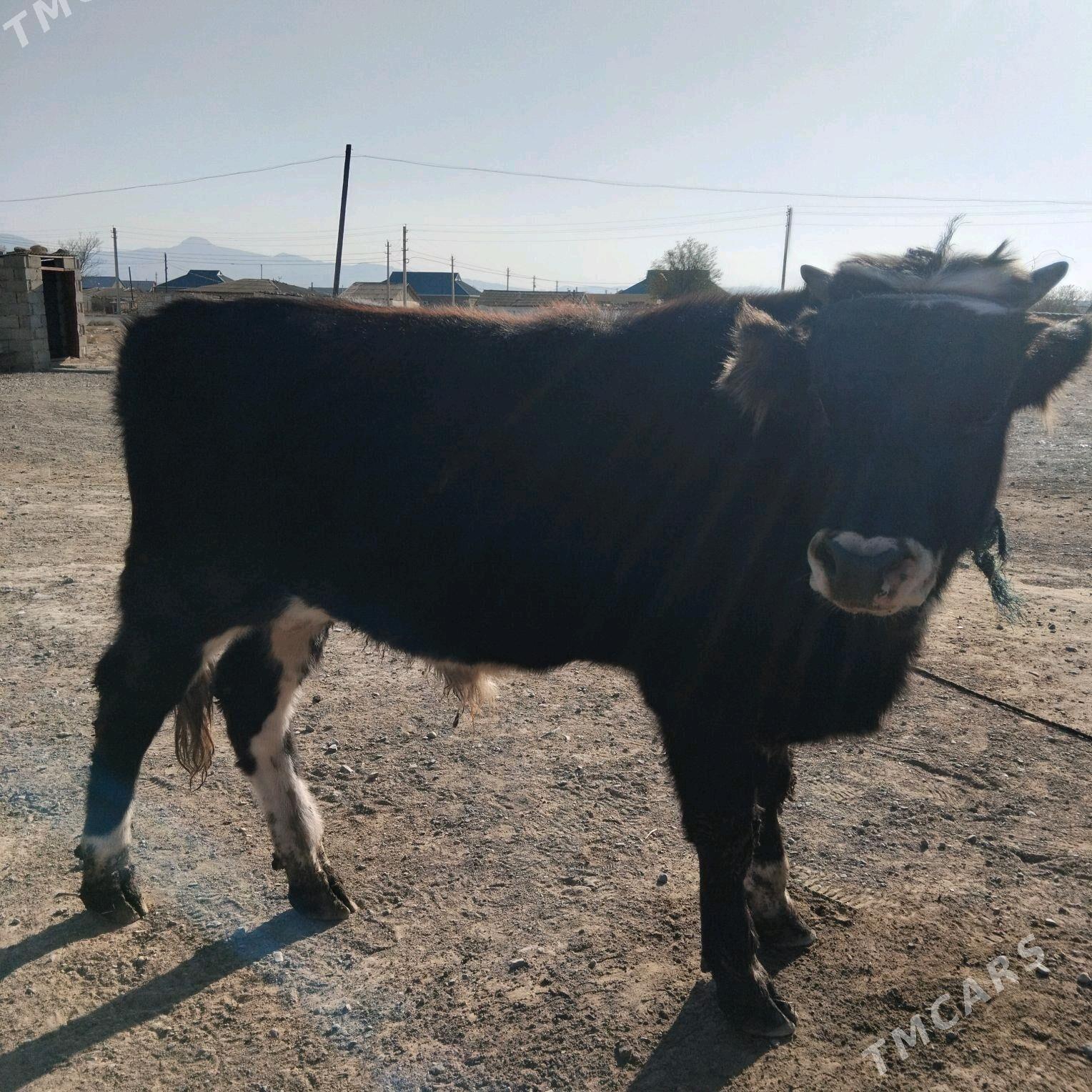 okuz - Гызыларбат - img 3