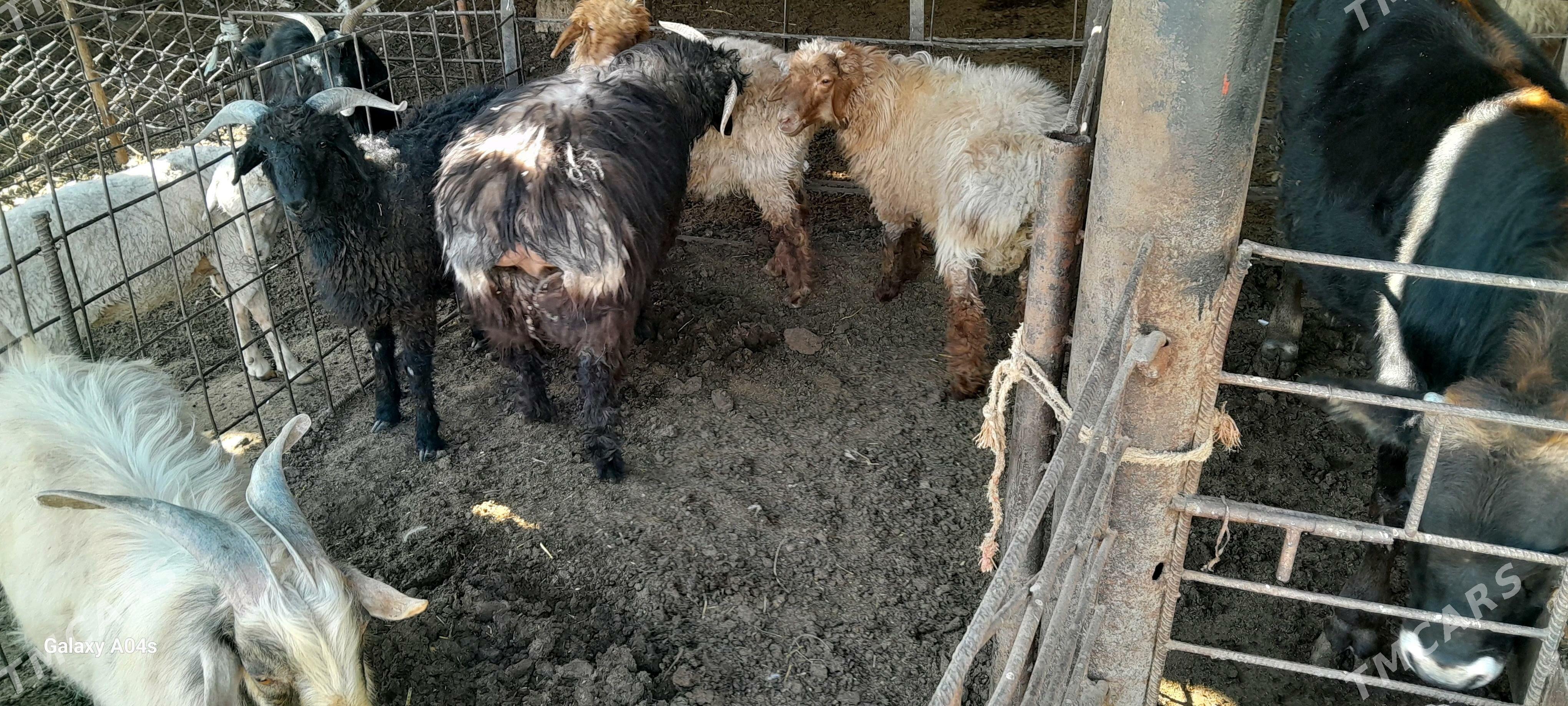 tokly - Гёкдепе - img 3