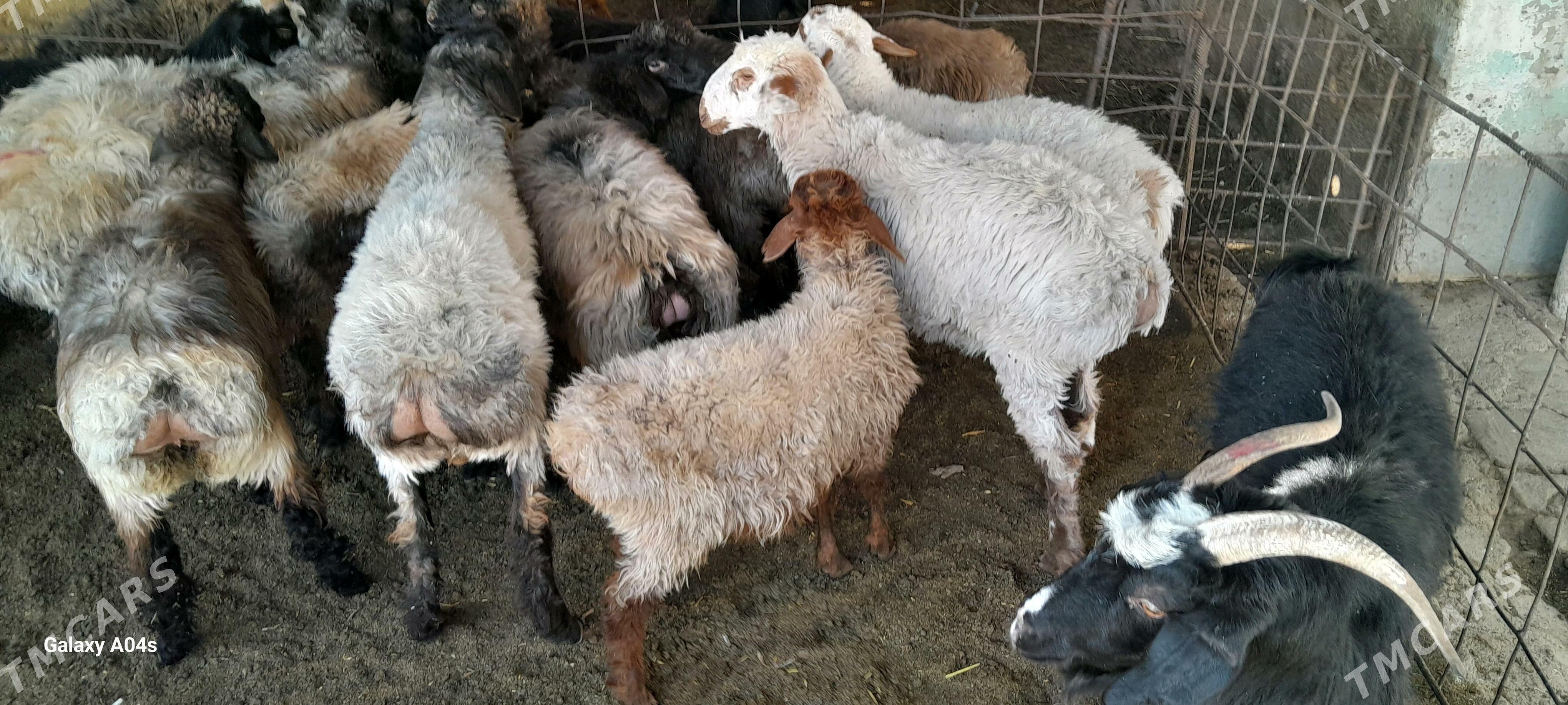 tokly - Гёкдепе - img 2