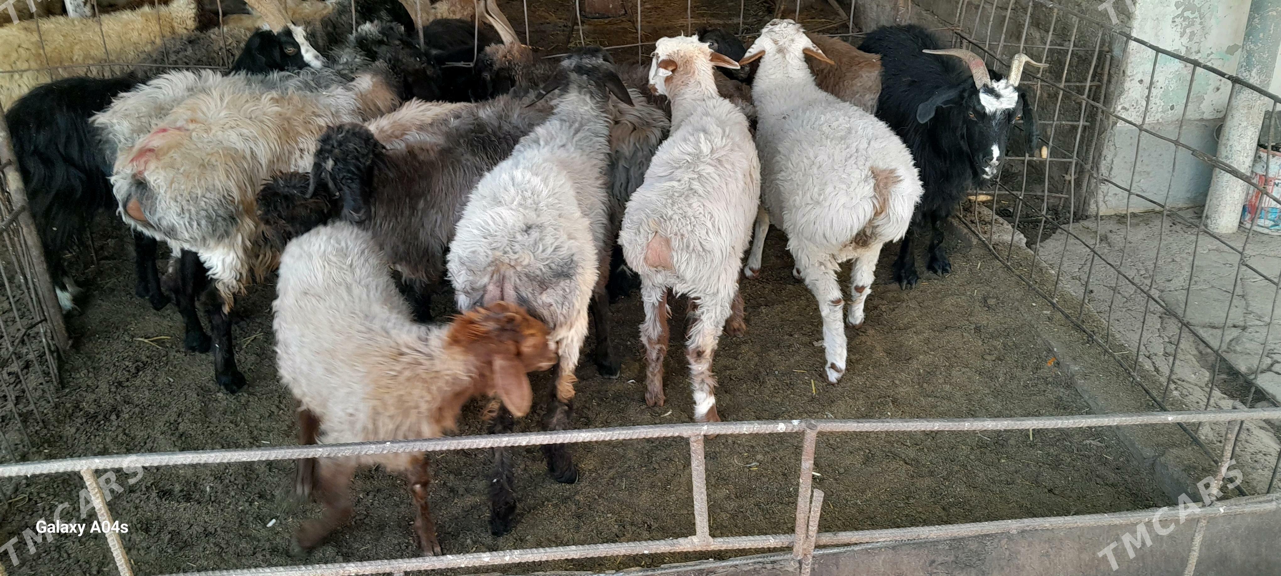 tokly - Гёкдепе - img 1