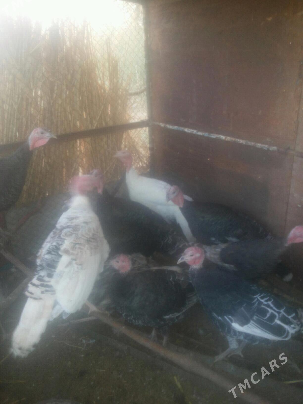 induk - Бабадайхан - img 2