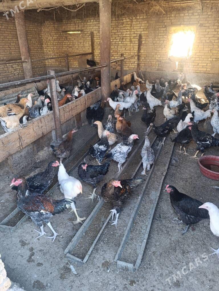 induk we towuk - Чарджоу - img 2